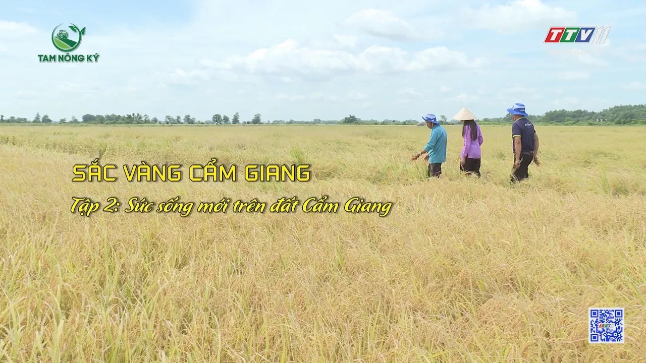 Sắc vàng Cẩm Giang - Tập 2: Sức sống mới Cẩm Giang | TAM NÔNG KÝ | TayNinhTV